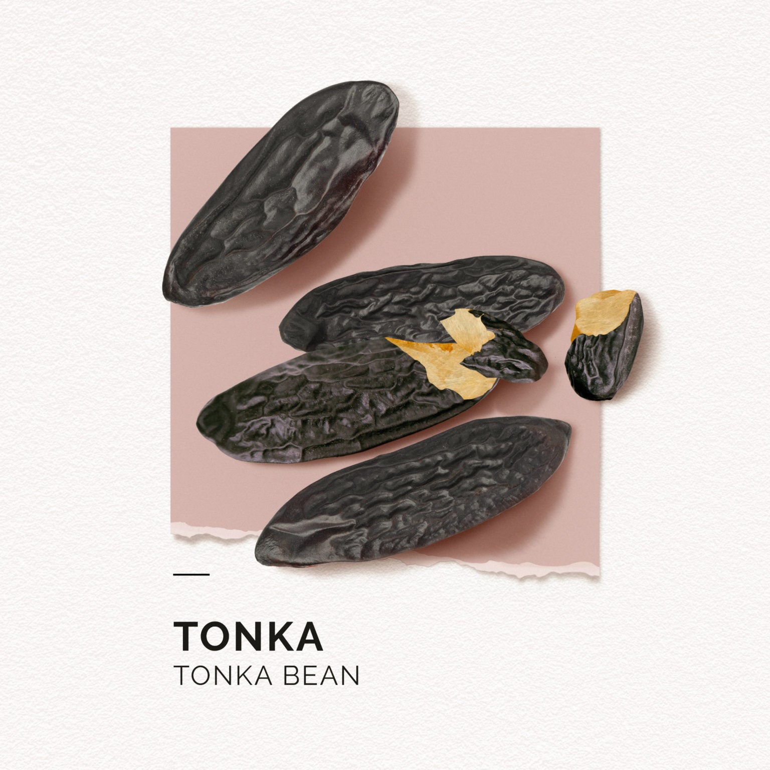 Tonka | Perfume 15ml